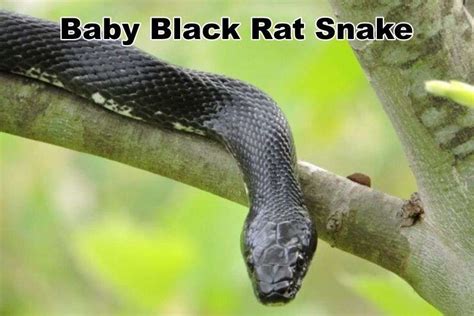 Baby Black Rat Snake: Identification, Price and Facts