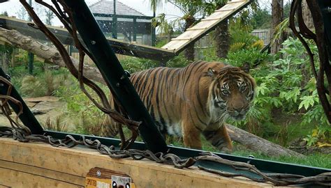 New Tiger Enclosure, Edinburgh Zoo