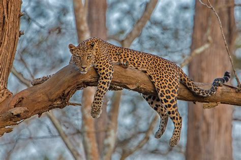 10 Things You Need To Know About Indian Leopards | Nature inFocus