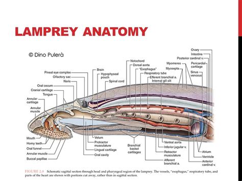 Lamprey Internal Anatomy Diagram