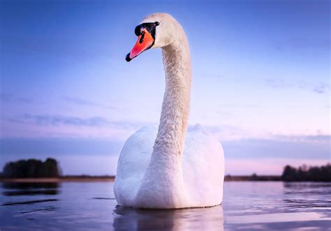 Swan Symbolism & Spiritual Meaning (+ Spirit Animal) | World Birds