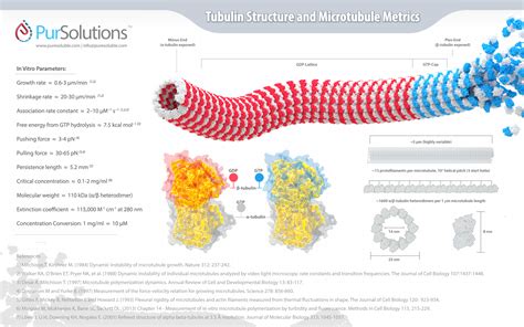 What is the difference between unassembled tubulin and microtubular ...