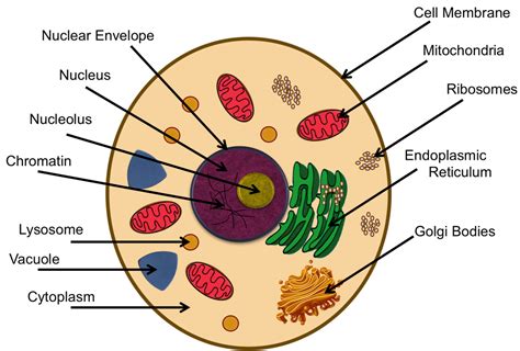 Animal Cell Membrane Labeled - Animal Cell / Feb 15, 2020 · animal cell ...