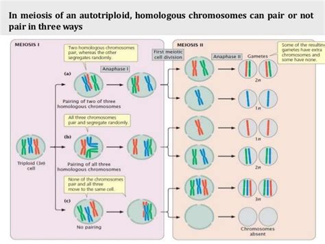 Autopolyploidy