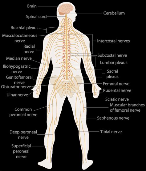 Nervous System Diagram - exatin.info