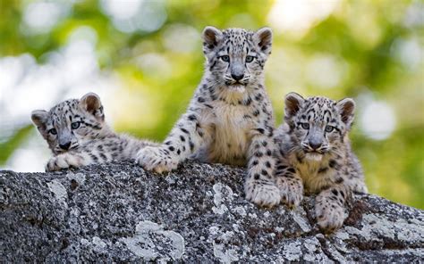 Snow Leopards Cubs Wallpapers - Wallpaper Cave