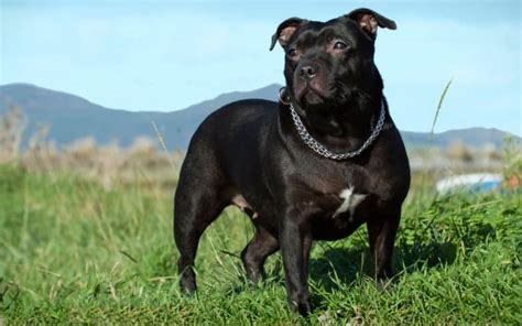 Are Staffordshire Bull Terriers the Family Dog You Need? - K9 Web