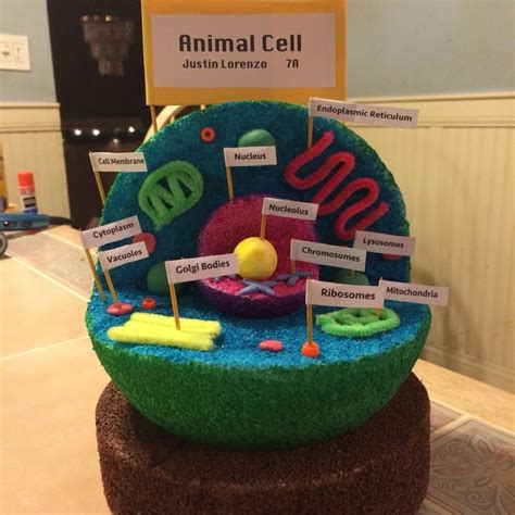 Animal Cell 3d Model Project