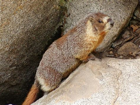 Yellow-bellied Marmot (Toiyae National Forest) · iNaturalist