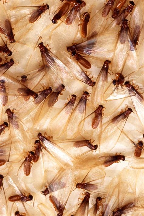 Termite | Animal Wildlife