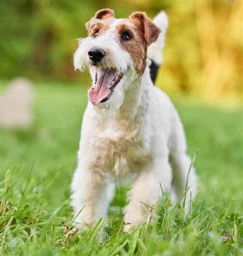 Wire Haired Fox Terrier Puppies Cape Town - Puppy And Pets