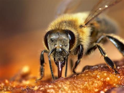 Estudio revela que abejas reinas tienen memoria extraordinaria