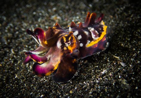 Flamboyant Cuttlefish - Christoph Trösch Medien- und ...