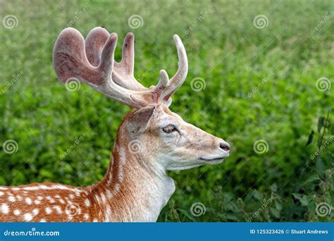 Fallow Deer Buck with Velvet Covered Antlers, Warwickshire, England ...