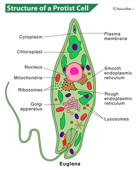 Protists Examples With Names