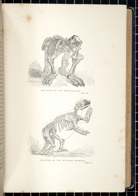 Skeleton of the Megatherium. Skeleton of the Mylodon Darwinii