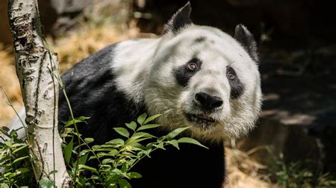 Adelaide Zoo pandas Wang Wang, Fu Ni’s visas to expire: Could leave SA ...