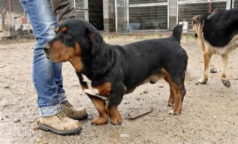 Does A Rottweiler Hound Mix Make A Good Pet? | Rottweiler Life