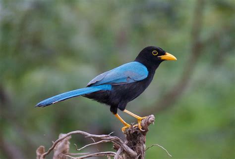 james batt - Yucatan Jay