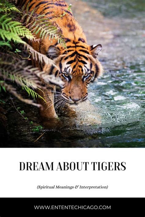 Dream About Tigers (Spiritual Meanings & Interpretation)