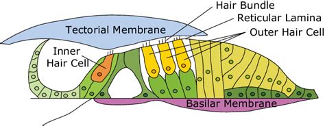 Organ Of Corti Ear Diagram