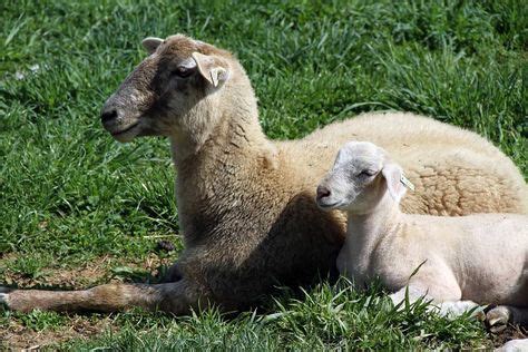 Lacaune sheep a breed of domestic sheep originating in Lacaune, France ...