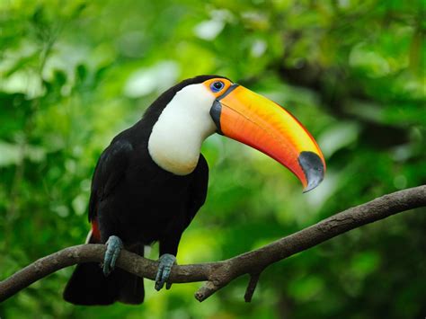 Toucan Bird Photos, Dream Of Toucan, #24575