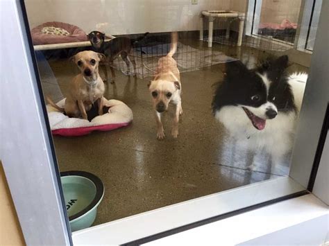 Adorable dogs at Sacramento Co. shelter want to go home with you