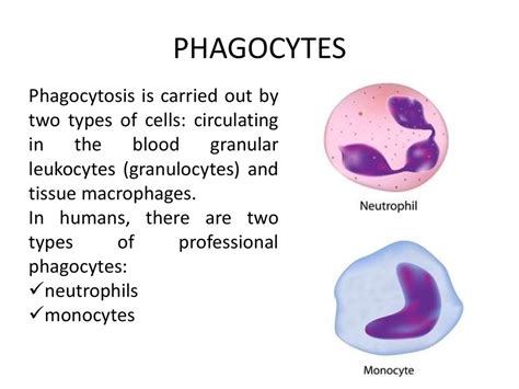 Examples of phagocytic cells