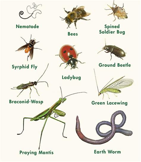 Beneficial Insects - Town & Country Nurseries