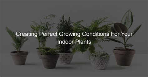 Creating Perfect Growing Conditions For Your Indoor Plants - My Plants ...