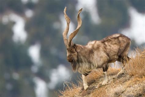 Markhor population doubles in three decades in Pakistan: data ...