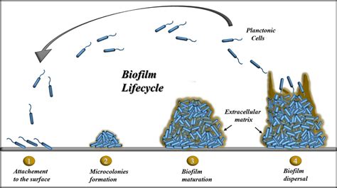 Different stages of biofilm formation | Download Scientific Diagram