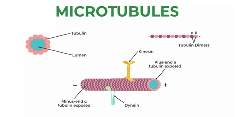 Cytoskeleton - Definition, Structure, Components, Functions - GeeksforGeeks