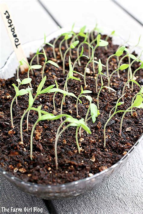 How to Start Planting Tomato Seeds (Step-by-Step Guide)