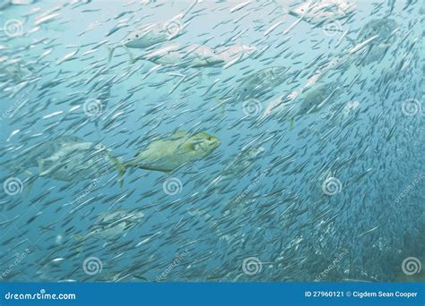 School of fish stock image. Image of oceanic, wildlife - 27960121