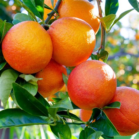 Blood Orange Trees for Georgia for Sale – FastGrowingTrees.com