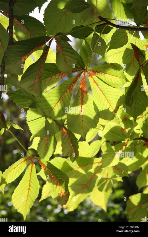 Horse chestnut tree leaves hi-res stock photography and images - Alamy