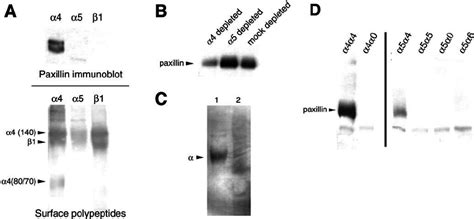 Association of paxillin with the ␣ 4 tail. A, Identi fi cation of ...