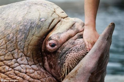 Open wide! Baby walrus gets its teeth inspected as German zoo gives ...