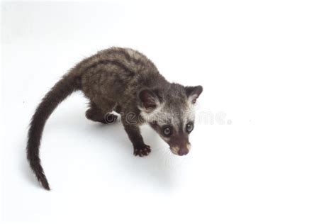 Asian Palm Civet Baby