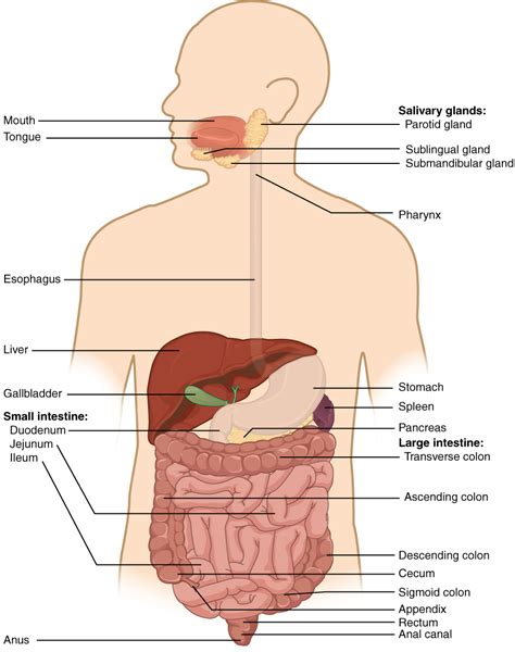 Cell Maintenance Systems | Biology for Majors II