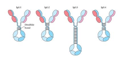 IgG antibody: Structure, Subclasses, Functions and Clinical ...