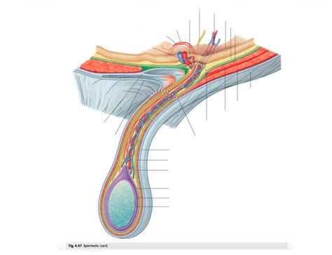 GROSS II, EXAM III, Fig. 4.47 - spermatic cord Diagram | Quizlet