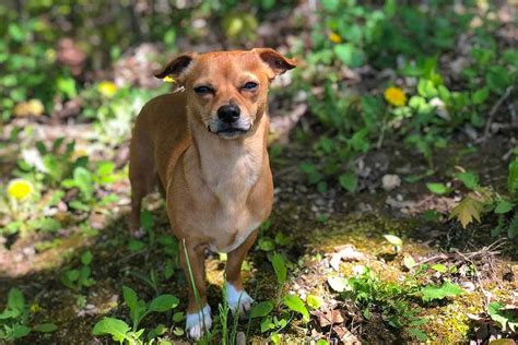 Chiweenie Dogs: What To Expect From The Chihuahua-Dachshund Mix