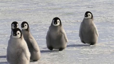 #WildlifeWednesday 🐧 The CUTEST penguin chicks! - YouTube