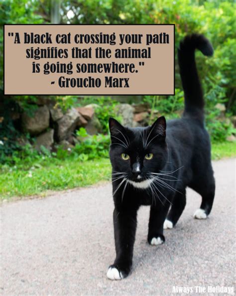 Black Cat Quotes - The Best Quotes to Celebrate Black Cats