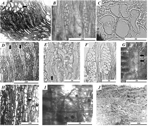 Macrofossil remains shown on the hand-made sections; A)-C) Fraxinus ...