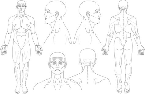 Body Parts Diagram Man / Free Human Body Parts, Download Free Clip Art ...