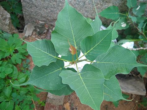 Peepal Tree leaves. Small peepal plant. Ficus religiosa. A… | Flickr